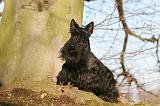 SCOTTISH TERRIER 083